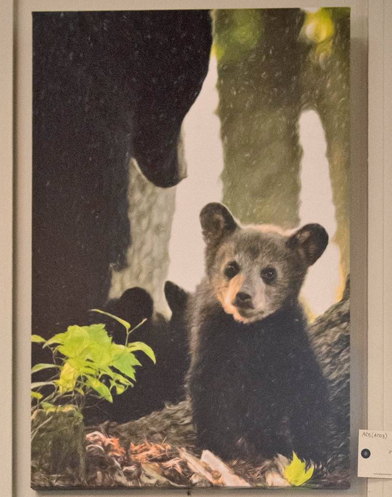 Baby Bear BEST Morning 16 x 24