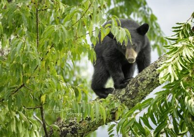 Affirmations Fine Art Photography Peek-a-Boo 16 x 20